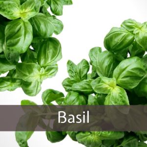 Basil benefits - Beyond Keto
