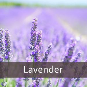 Lavender benefits - Beyond Keto
